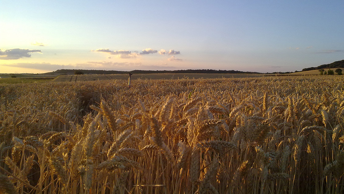 Campos de trigo